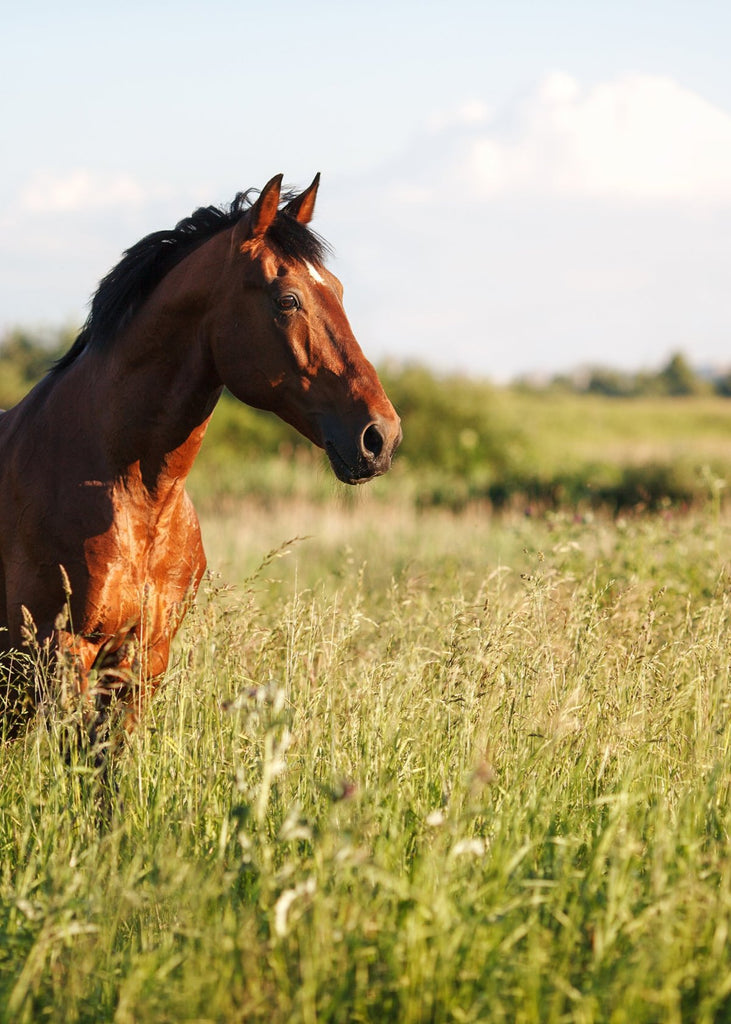 Braunes Pferd auf der Wiese