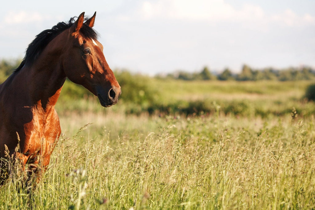 Braunes Pferd auf der Wiese