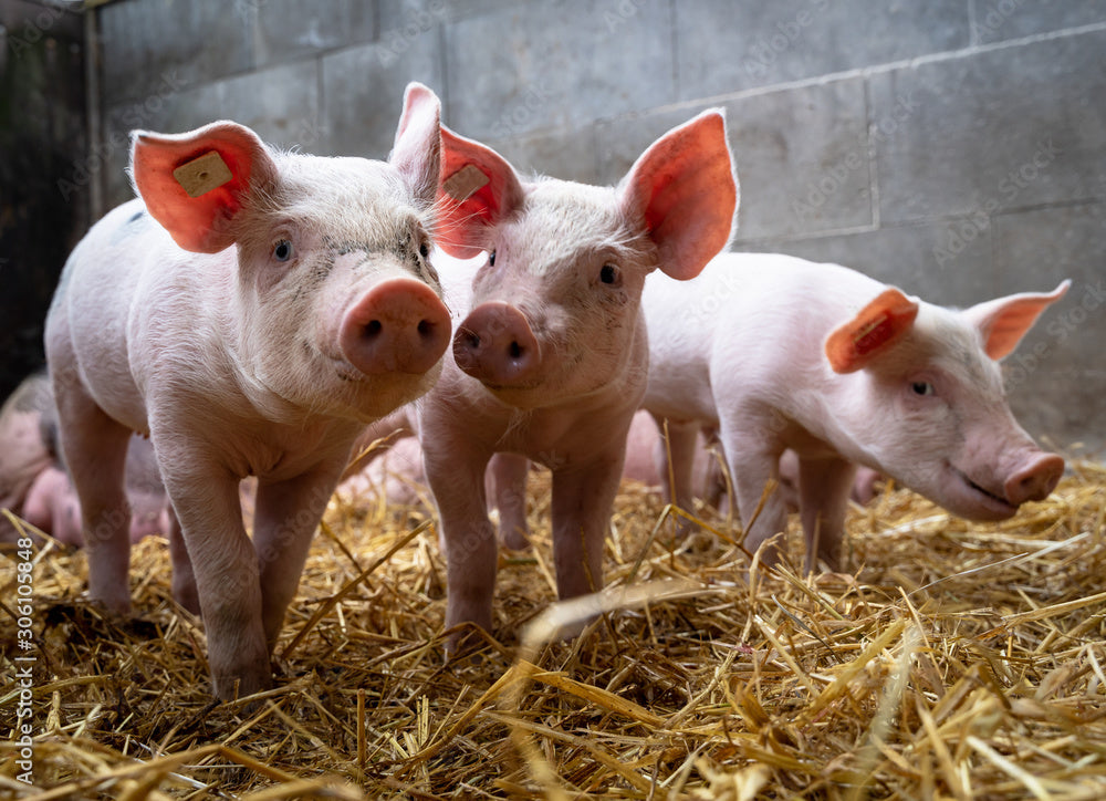 kleine  Ferkel im Stall