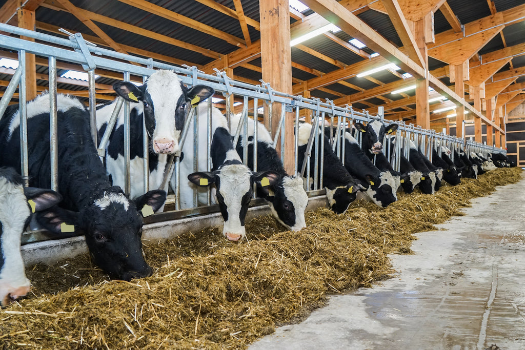 Kühe im Stall am Fressen 