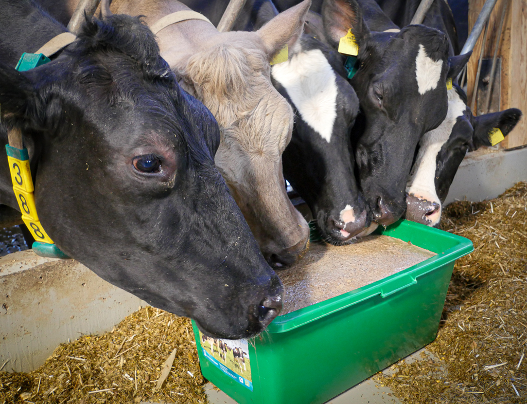 Kühe an der Leckschale am lecken grün